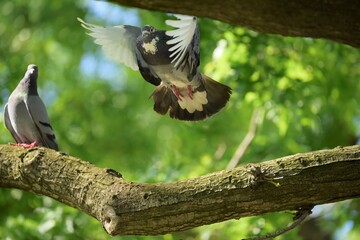 pigeon landing 