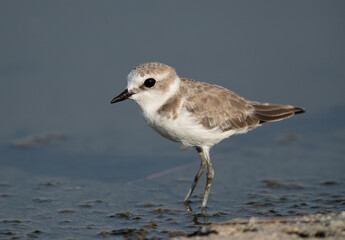 Closeup of  Kentish Plover at Asker Marsh, Bahrain