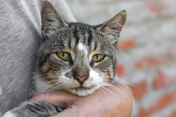 portrait of a gray tabby adult cat in the hands of a man.