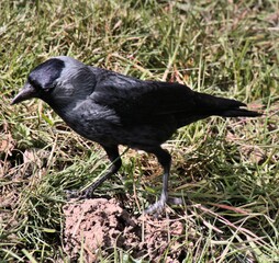 A Jackdaw on the ground