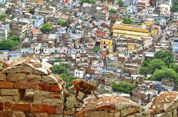 monkey in the city of jaipur