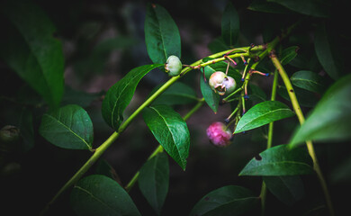 Unripe blueberry fruit in the forest.