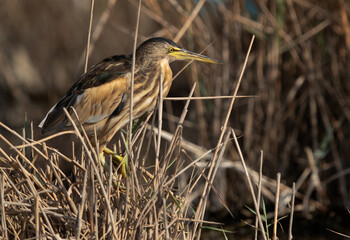 Closeup of a Little Bittern perched on bush at Asker marsh, Bahrain