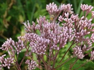pink flowers with bee