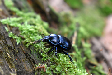 Nahaufnahme eines Mistkäfers im Wald