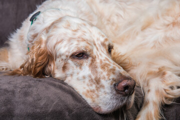 Beautiful English Setter with brown spots sleeping