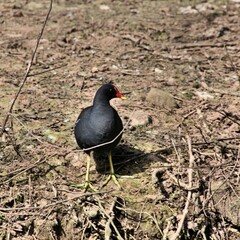 A view of a Moorhen