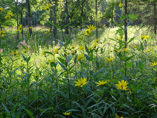 beautiful field of flowers in the forest