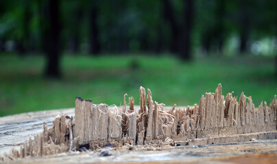 Wooden stump in the forest. Beautiful engraving on wood. Web.