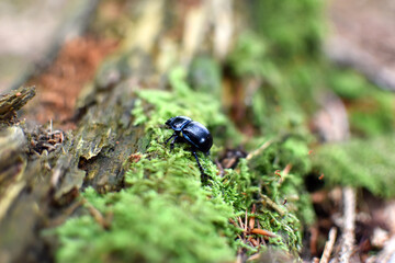 Mistkäfer auf Moos