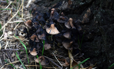 Mushrooms in the forest under the tree.