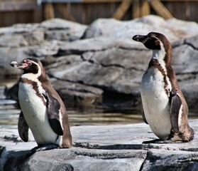 penguins on the rocks