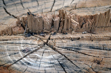 Wooden stump in the forest. Beautiful engraving on wood. Web.