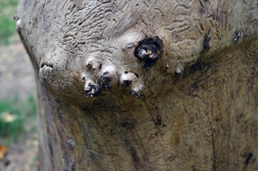 Wooden trunk. Beautiful patterns on the bark.
