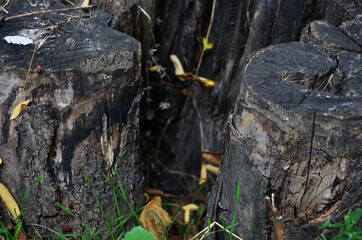 Stump from an oak tree in the forest. Red soldier beetles on a tree.