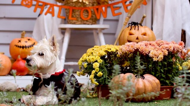 Funny dog west highland white terrier dressed in cloak, devil costume is sitting near decorated with pumpkins house, waving head. Preparation for celebration. Trick or treat. Happy halloween.
