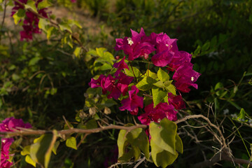 pink flowers in the garden