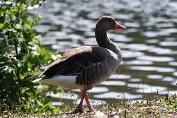 Enten und Wildgänse am Wasser