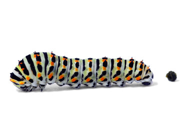 Swallowtail butterfly caterpillar lateral view - Papilio machaon