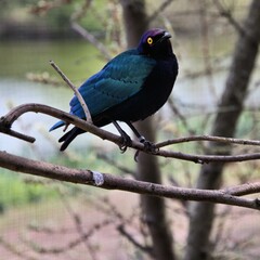 A Supreme Starling on a branch