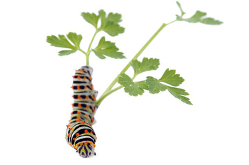 Swallowtail butterfly caterpillar frontal and dorsal view - Papilio machaon