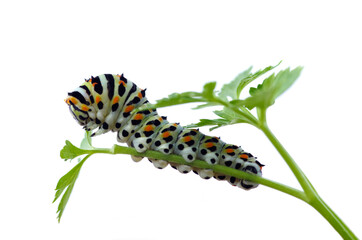 Swallowtail butterfly caterpillar profile over a parsley twig - Papilio machaon