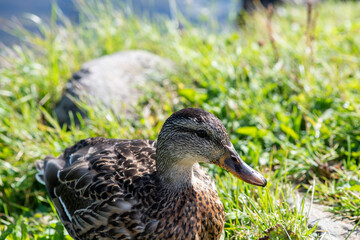 wild gray duck near the lake shore