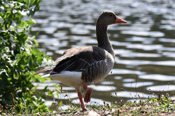Enten und Wildgänse am Wasser