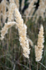 Yellow ears of wheat in the field.