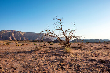 Picturesque desert landscape in Timna park with dry tree. Arava Valley, Israel. 