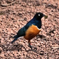 A Supreme Starling on the ground