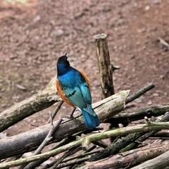 A Supreme Starling on the ground