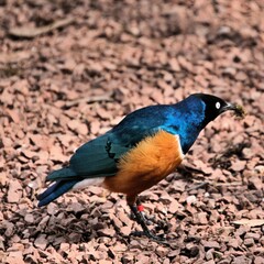A Supreme Starling on the ground