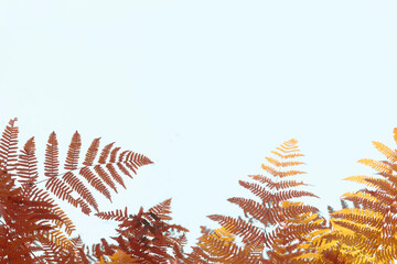 Autumnal image of brown and yellow fern leaves on a blue very light background