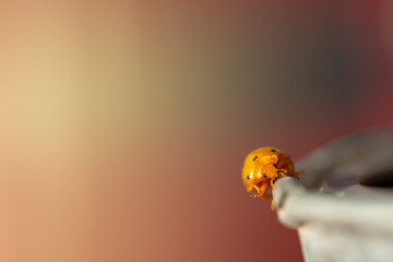 Detail of an orange ladybug walking along the edge of a metal planter
