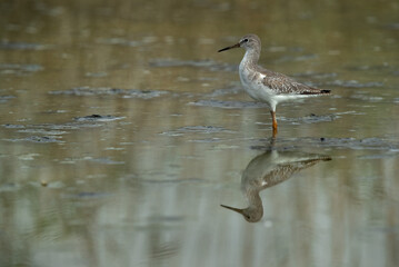 Redshank at Asker marsh with reflection on water, Bahrain