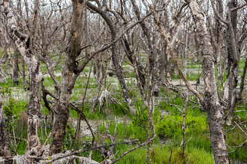 Dried Trees Stand Above New Growth on Forest Floor