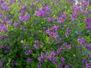 Flora