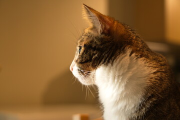 Forest Cat looking at the camera