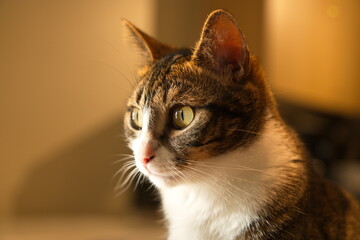 Forest Cat looking at the camera