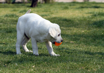 a nice yellow labrador in the park