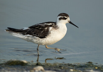 Obraz premium Red-necked phalarope on walk at Asker Marsh, Bahrain