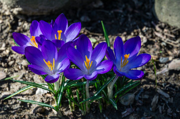 Close-up of lot violet crocuses in early spring garden. Close-up flowering crocus Ruby Giant on earth background. Soft selective focus. Nature concept for design