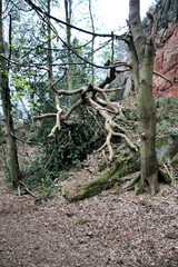 A view of Shropshire at Grinshill