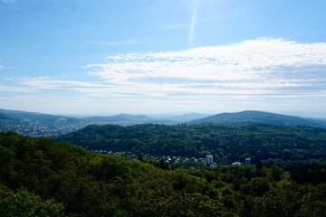 forest in the mountains