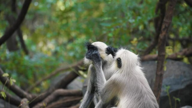 Monkey find insects from another monkey and eats them, monkey caring for each other, at Jatashankar waterfall in Junagadh, Gujarat, India