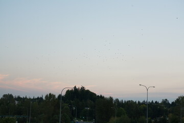 Sunset in Kirkland, WA with birds cross by