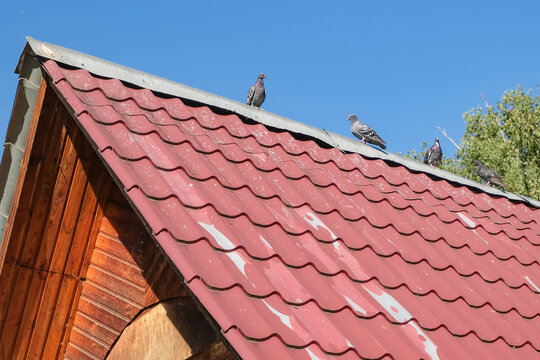 Pigeons sit on a red tile roof, against a blue sky. High quality photo