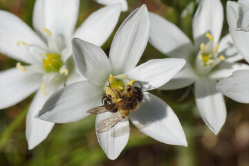 Obraz premium Andrena flavipes, Yellow-legged Mining Bee of the family Apidae. On flowers of Ornithogalum, Star-of-Bethlehem of the family Asparagaceae.. Spring, 