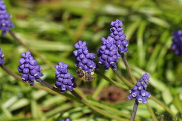 Flowers of a grape hyacinth (Muscari botryoides) family Asparagaceae and a western honey bee or European honey bee (Apis mellifera). Netherlands, March